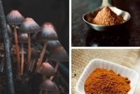 The Calming Power of Medicinal Fungi