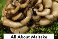 Maitake Mushroom: Your Guide