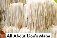 Lion’s Mane: Explore Its Remarkable Benefits