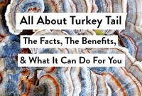 Turkey Tail Mushroom: Your Guide to Health and Wellness