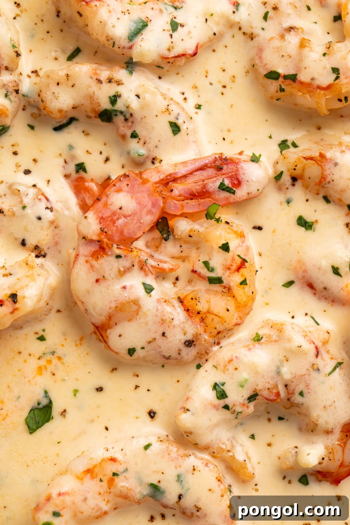 Close-up of a perfectly cooked, curled shrimp with a vibrant pink tail, resting in a rich, pale cream sauce dotted with fresh herbs.
