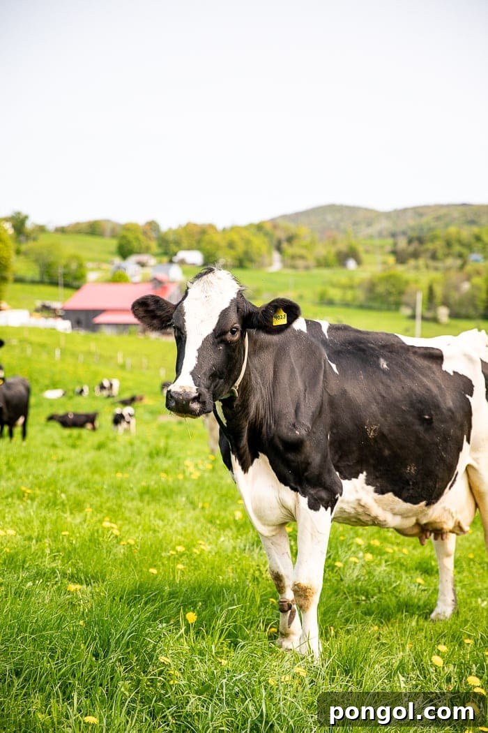 A contented dairy cow grazing on a lush green field in the rolling hills of Vermont, under a clear blue sky.