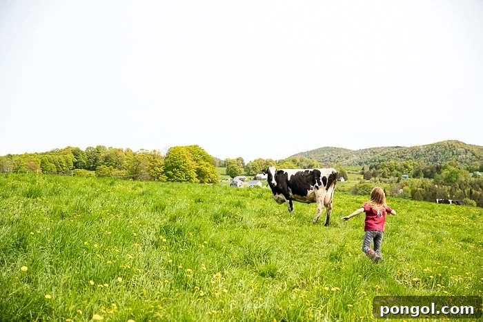 A cheerful little girl running towards a friendly cow on a sun-drenched green hill in Vermont, symbolizing the harmonious life on an organic dairy farm.