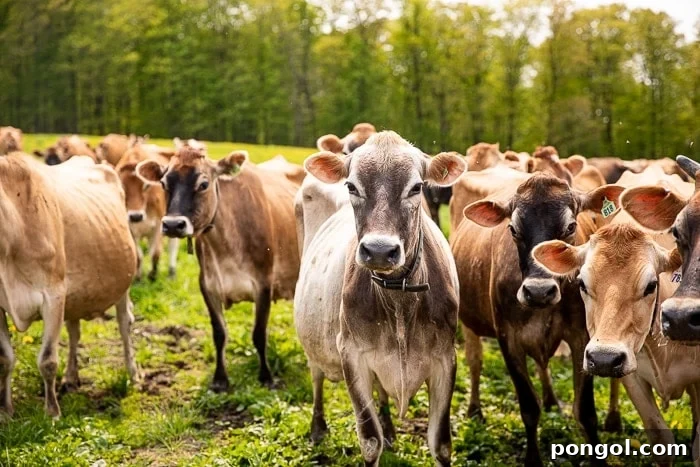 A herd of beautiful Jersey cows grazing peacefully in a lush green field, backed by the iconic rolling hills of Vermont.