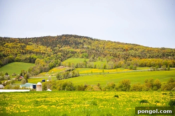 A breathtaking landscape of the verdant green hills of Vermont dairy country, showcasing the natural beauty of organic farmlands.