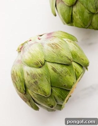 Whole trimmed artichoke, uncooked and ready for cooking
