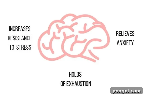 A graphic illustrating how adaptogens support the brain and stress response system for balance and resilience.