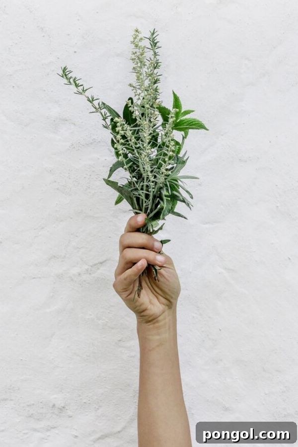 A hand gently holding a bundle of adaptogenic herbs against a clean, white background, symbolizing natural health and wellness.