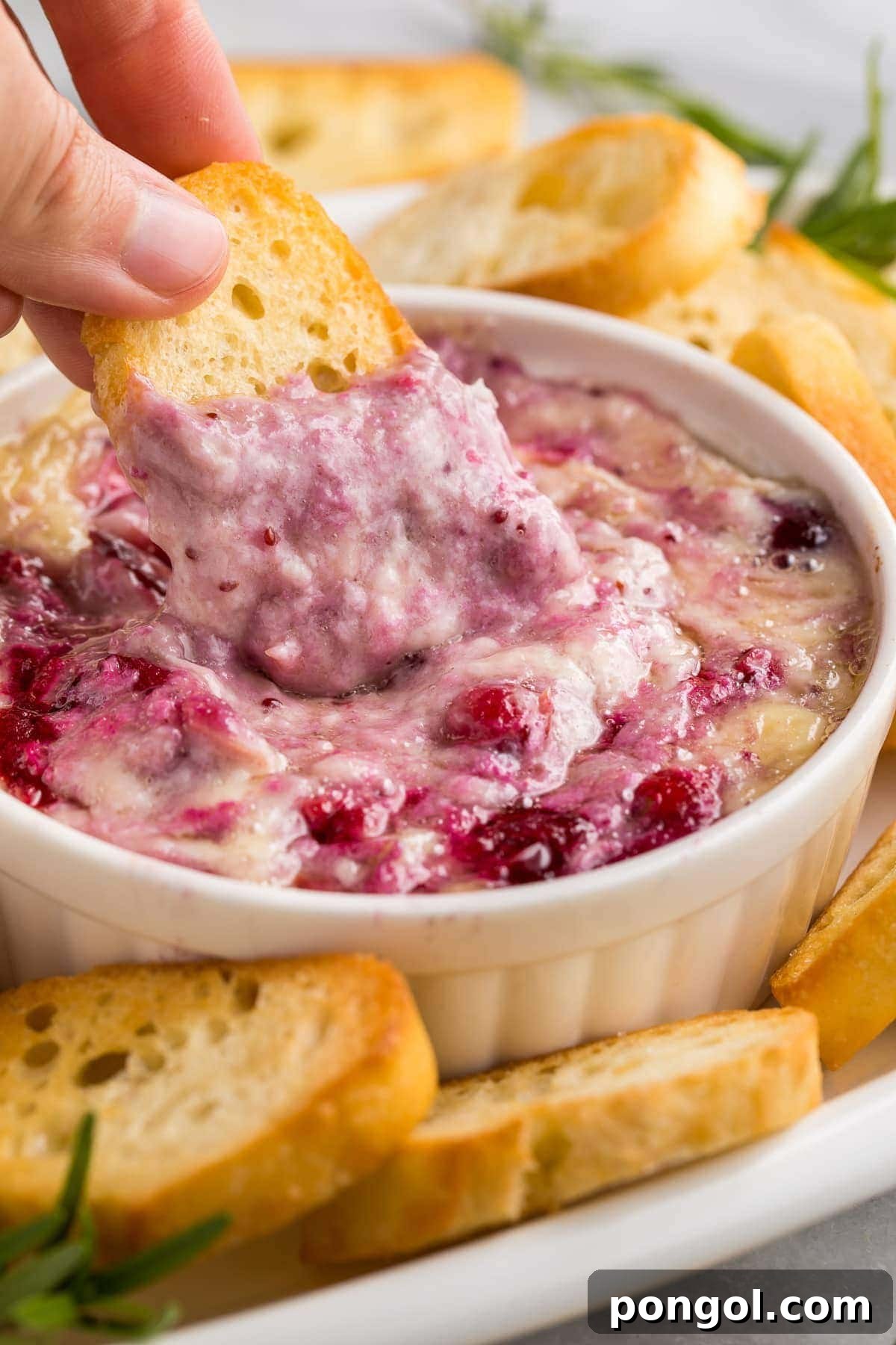A crisp piece of crostini being dipped into a warm, gooey Cranberry Brie Dip, showcasing the delicious blend of melted cheese and sweet-tart cranberry.