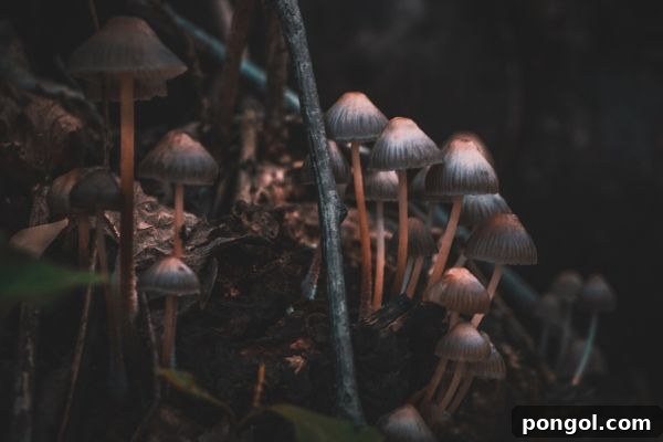 close-up of small wild-growing medical mushrooms 