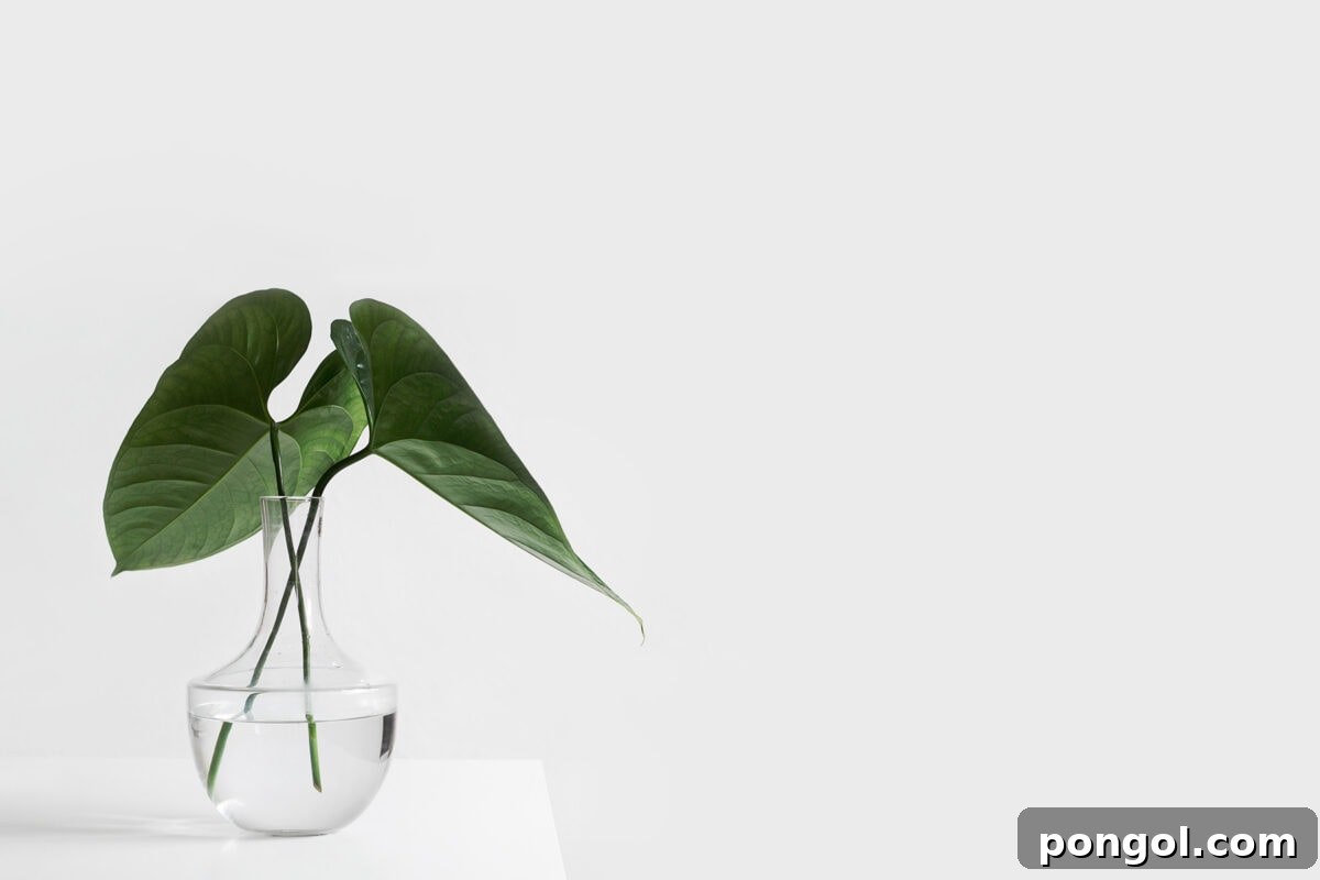 Finding My Light: A Natural Triumph Over Depression 3 Two vibrant green monstera leaves elegantly arranged in a glass vase on a pristine white table, symbolizing growth and natural wellness.
