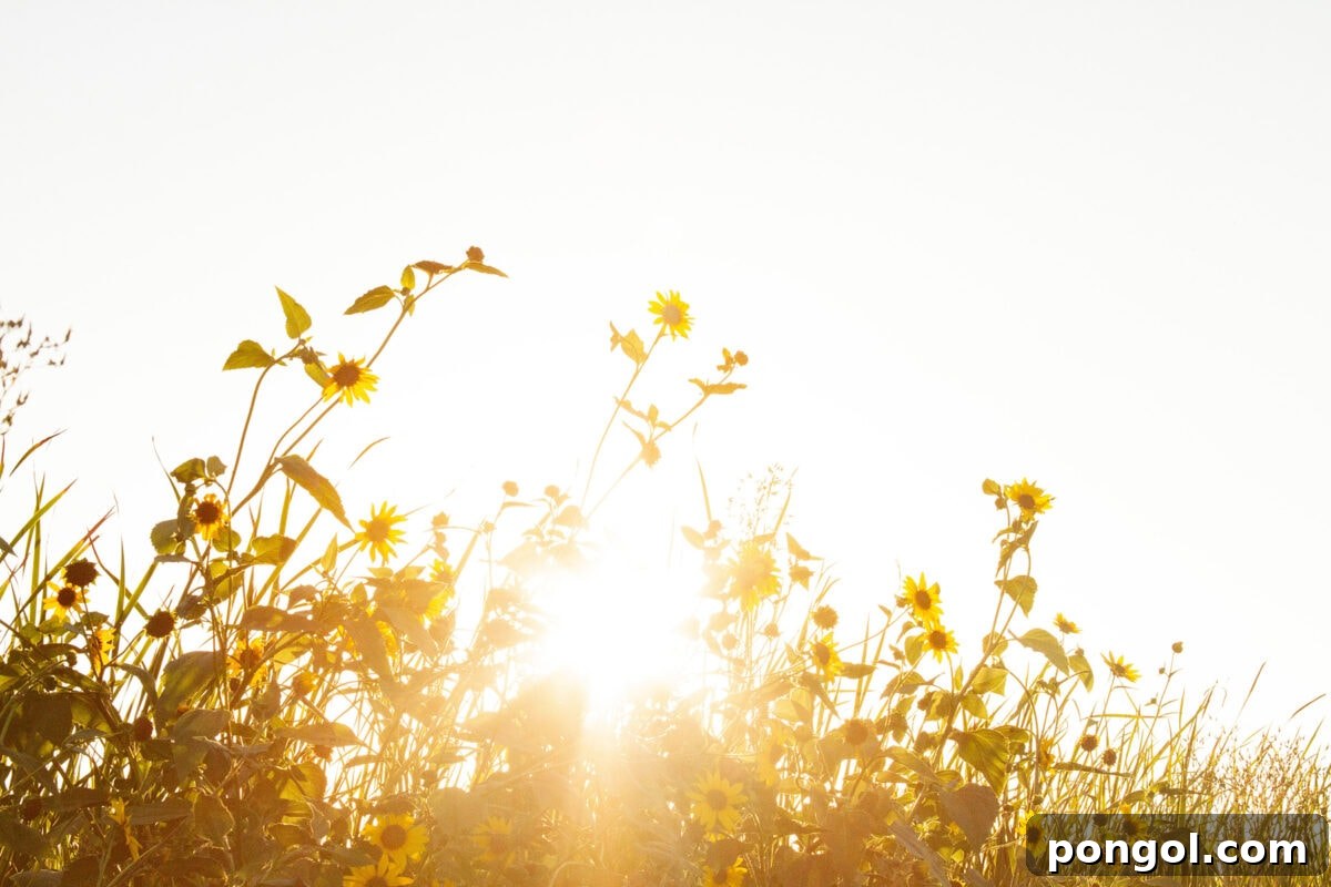 Finding My Light: A Natural Triumph Over Depression 8 A vast field of vibrant sunflowers, beautifully backlit by the brilliant sunlight, creating a serene and uplifting atmosphere.