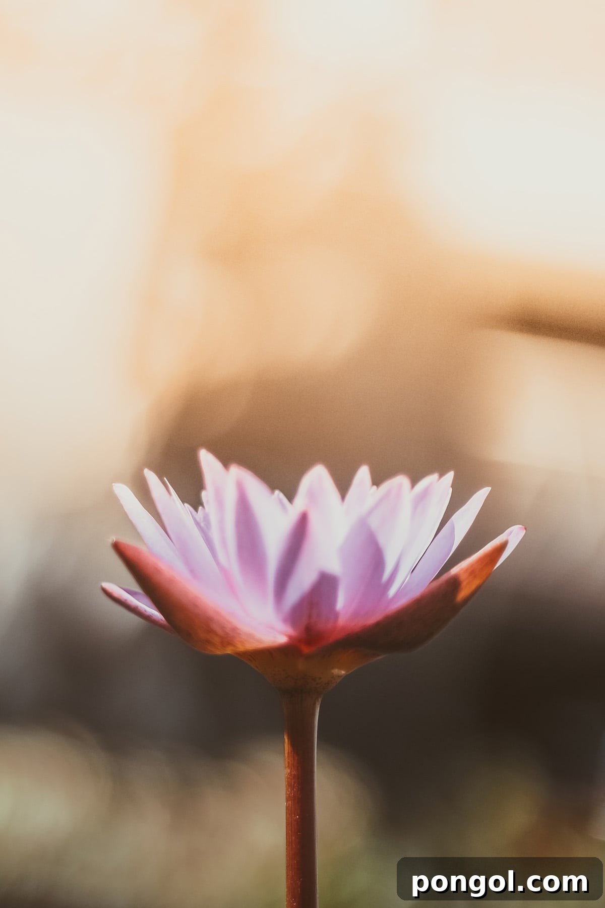 Finding My Light: A Natural Triumph Over Depression 10 A delicate lotus flower, gently backlit by the soft glow of a sunset, symbolizing purity, rebirth, and spiritual awakening.