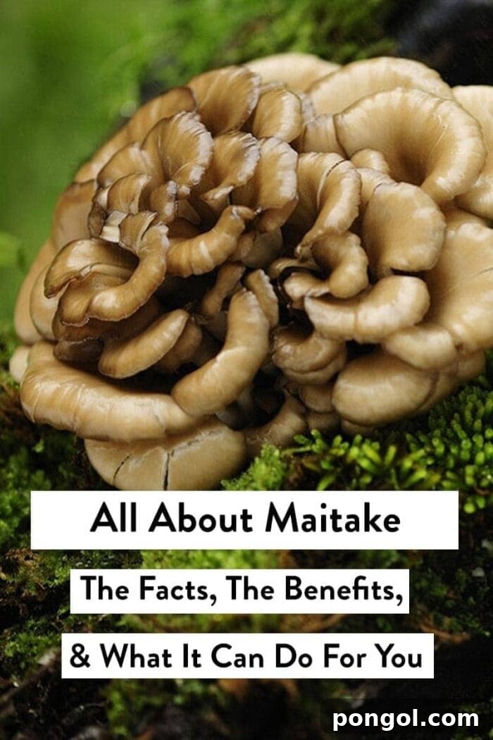 Maitake mushroom, also called hen-of-the-wood, an amazing adaptogen with incredible benefits, nestled among moss with an overlay describing its properties.