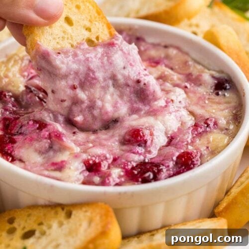 A piece of crostini being dipped into cranberry brie dip