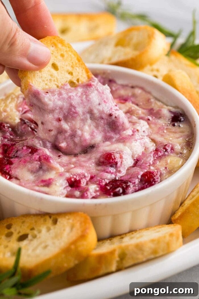 A piece of crostini being dipped into cranberry brie dip