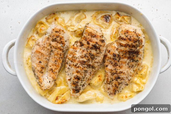 Overhead view of asiago tortelloni alfredo topped with 3 grilled chicken cutlets in a large oval baking dish.
